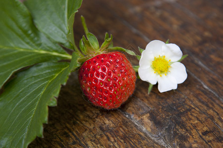 草莓花和草莓叶图片