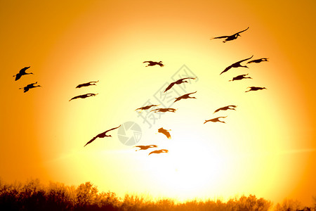 以日落为背景的飞沙丘鹤剪影图片