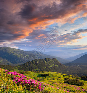 山中春景杜鹃花天上云图片