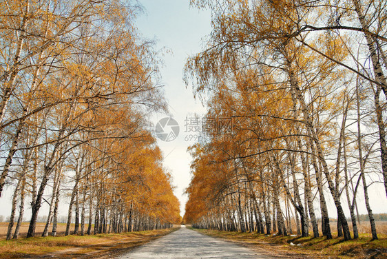 秋末树间道路的透视角自然光和颜图片