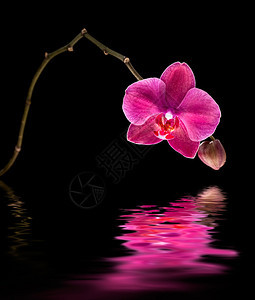 蝴蝶兰五颜六色的粉红色兰花和水中倒影图片