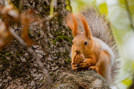 秋天公园森林里的松鼠松鼠与秋季森林公园场景中的坚果秋松鼠肖像秋季公园图片