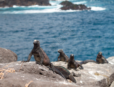 厄瓜多尔加拉帕戈斯群岛岩石图片
