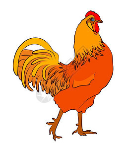 一只大红公鸡的素描背景图片