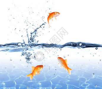 金鱼从水中跳出金鱼图片