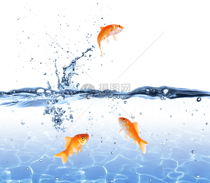 金鱼从水中跳出金鱼图片