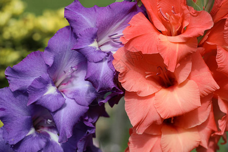 夏园唐菖蒲花头图片