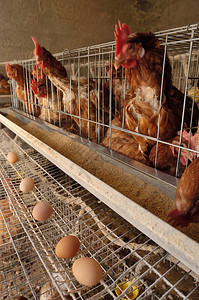 一个产蛋鸡的农村农场图片