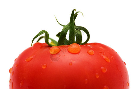 红番茄有水滴图片
