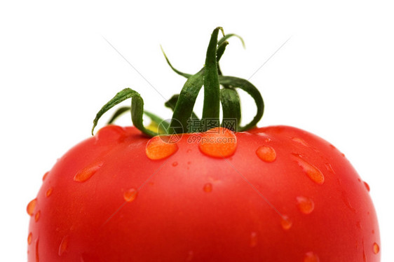 红番茄有水滴图片