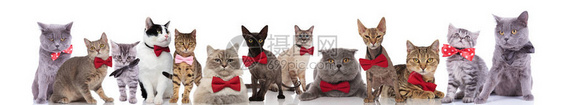 一群优雅的猫大队不同品种的猫在站着坐着和躺在图片