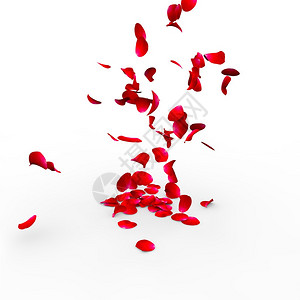 玫瑰花瓣坠落在白背景图片