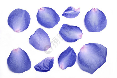 白色背景上的蓝色玫瑰花瓣的集合图片