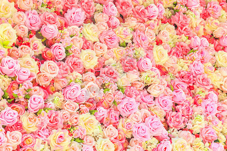 美丽的七彩玫瑰背景图片