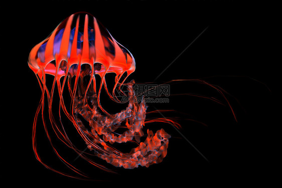 水母是海洋的捕食者用有毒触图片