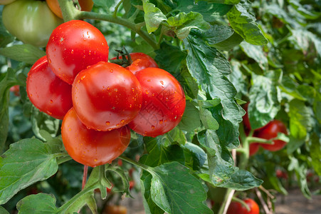 在温室里种植红番茄图片