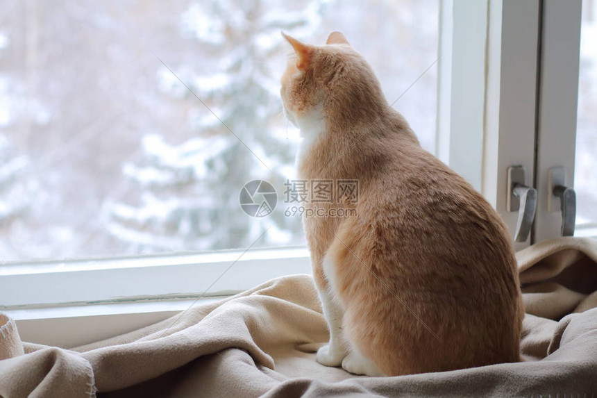 冬天一只红猫看着窗外图片
