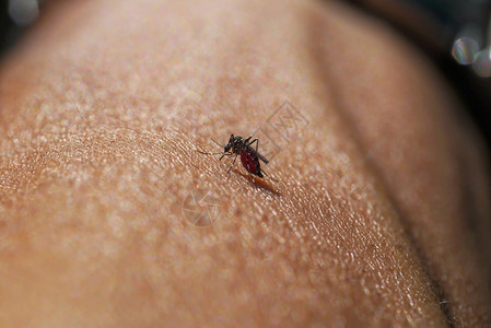 吸血的蚊子图片