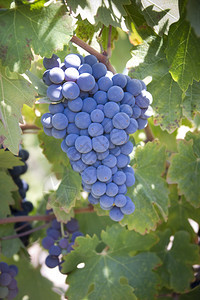 在加利福尼亚帕索罗布勒斯的一个葡萄园的葡萄藤上图片