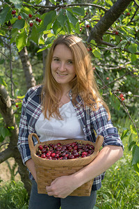 在果园摘樱桃的女人图片