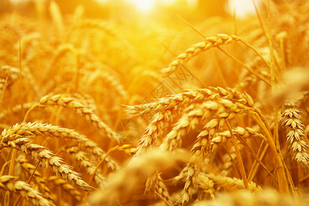 固收 小麦闭合阳光下小麦田收背景