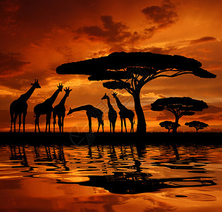 夕阳下的长颈鹿群图片