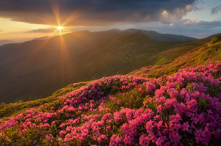 杜鹃花的夏日风景晚上在山上美丽的天空粉红色的花朵林间空地喀尔巴阡山脉图片