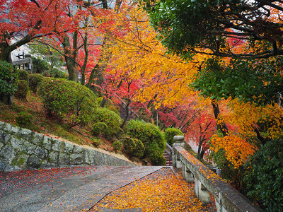 京都日本秋天图片