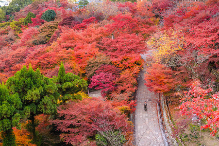 有秋天色的叶子的日本庭院图片