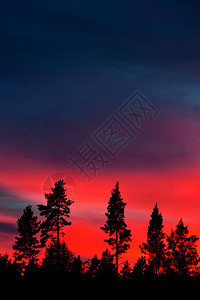 深红色天空上斯堪的纳维亚松林的剪影图片