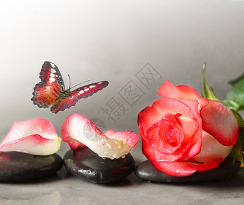 灰色背景下的水疗石和玫瑰花瓣水疗概念图片