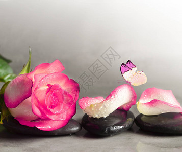 灰色背景下的水疗石和玫瑰花瓣水疗概念背景图片