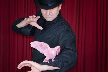 魔术师用粉红鸽子表演魔术背景图片