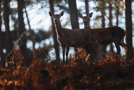 两只红鹿的后腿在秋图片