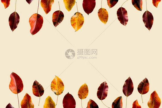 彩色秋季树叶的顶端视图图片