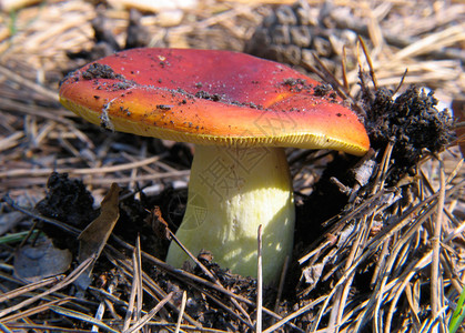 森林里的红菇图片