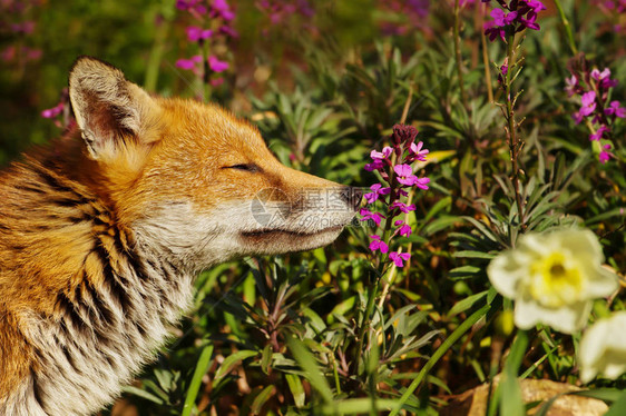 红色狐狸在伦敦郊区的后花园里闻到春花的味道图片