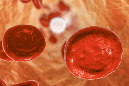 含有红血细胞和白血球的血图片
