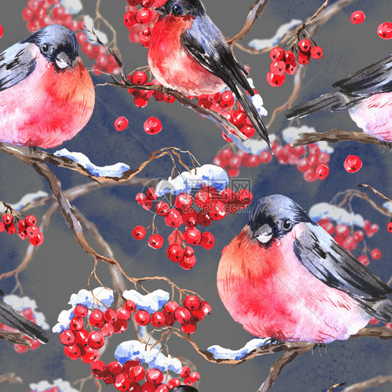 水彩冬季无缝背景与红腹灰雀和罗文枝图片