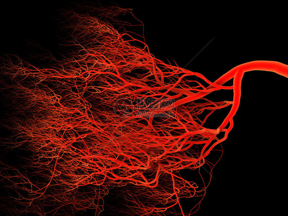 动脉和血管神经系统或血液系统图片