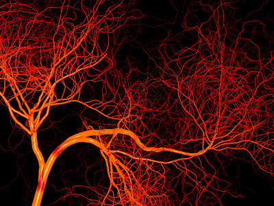 动脉和血管神经系统或血液系统图片