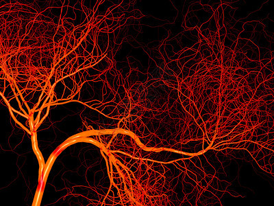 动脉和血管神经系统或血液系统图片