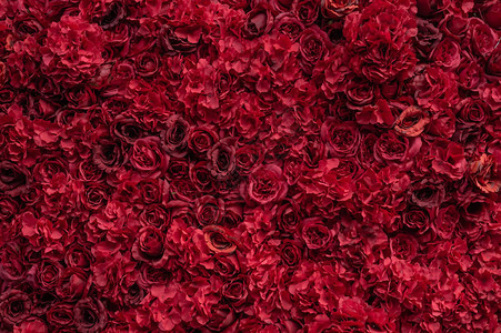 美丽的红玫瑰花墙巨大的红玫瑰特写镜头情人节礼物爱和花艺设计夏天和春天t图片