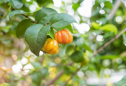 巴西皮坦加巴西樱桃Pi图片