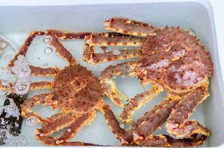 日本鱼市水中的新鲜帝王蟹塔拉巴是螃蟹之王好吃背景图片