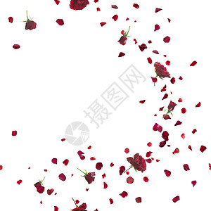 红玫瑰微风曲线有花瓣可重复和图片