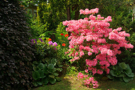 杜鹃花背景图片