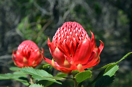 澳大利亚一个蛋白质的红花和紫红色花头图片