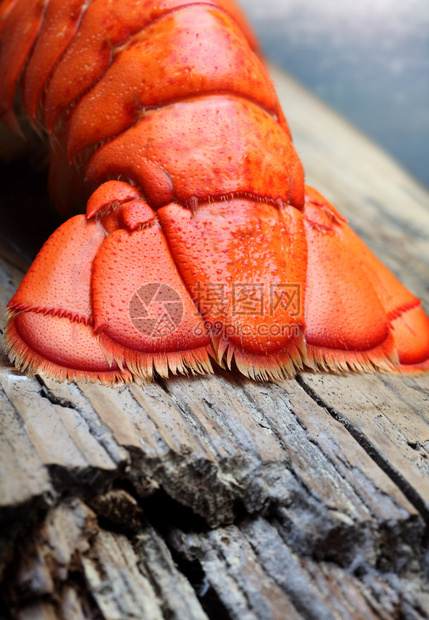 木头上的龙虾尾图片