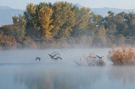 科罗拉多州西部一个湖上的秋雾图片